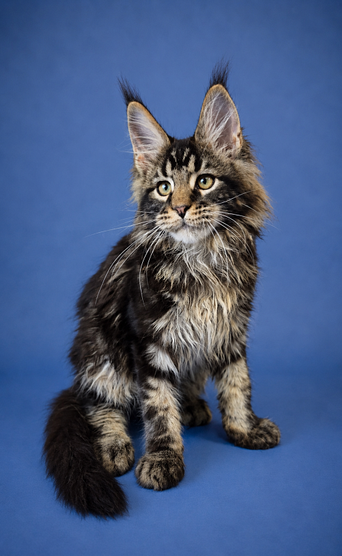 Gatto Fantastico Eagle - Kitten maine-coon 3 months 2.5 weeks