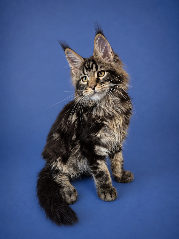 Gatto Fantastico Eagle - Kitten maine-coon 3 months 2.5 weeks