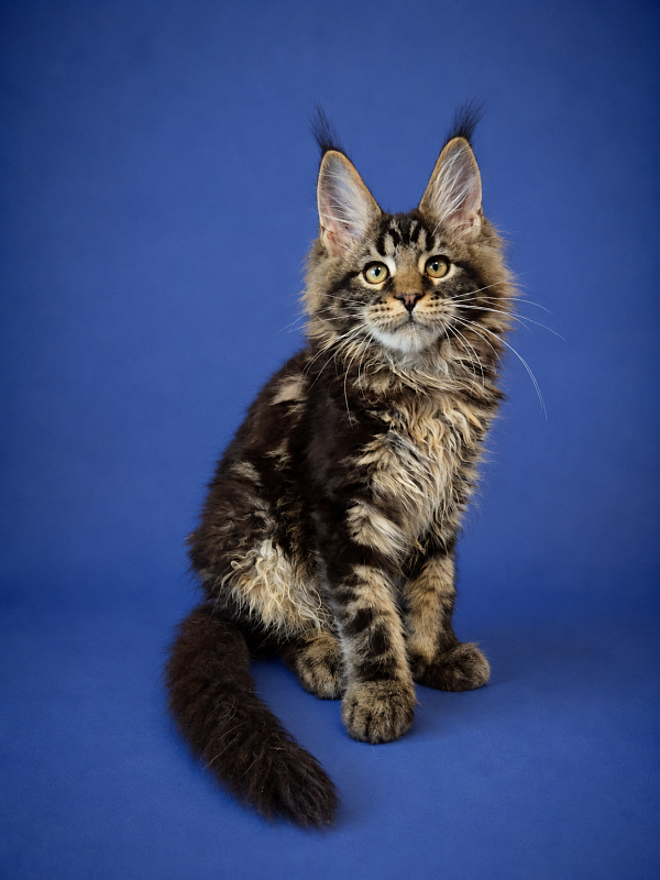 Gatto Fantastico Eagle - Kitten maine-coon 3 months 2.5 weeks