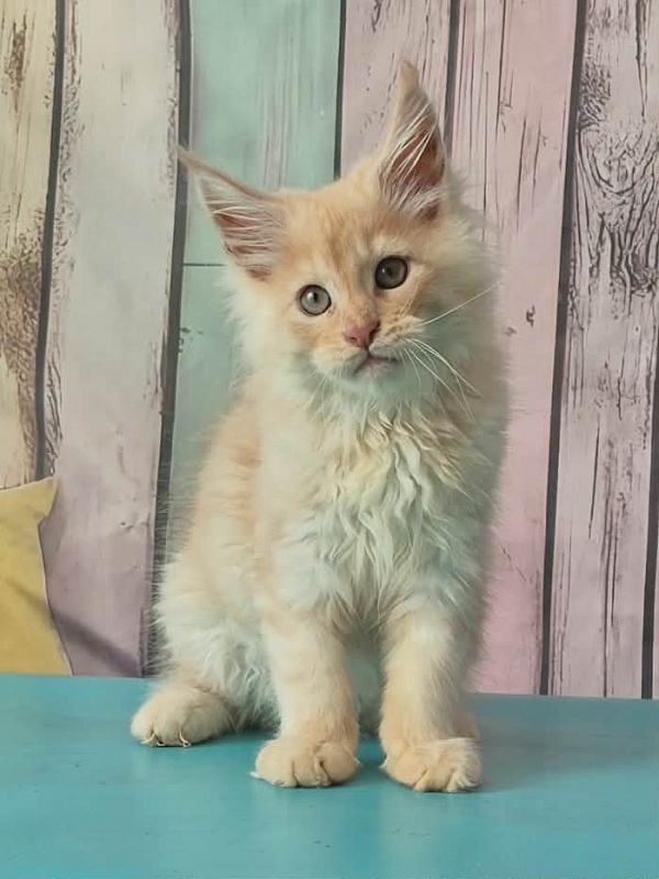 Gatto Fantastico Creamy - Кошеня мейн-кун 3 місяця 0,5 тижнів