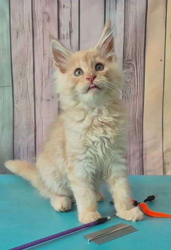 Gatto Fantastico Creamy - Кошеня мейн-кун 3 місяця 0,5 тижнів