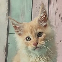 Gatto Fantastico Creamy