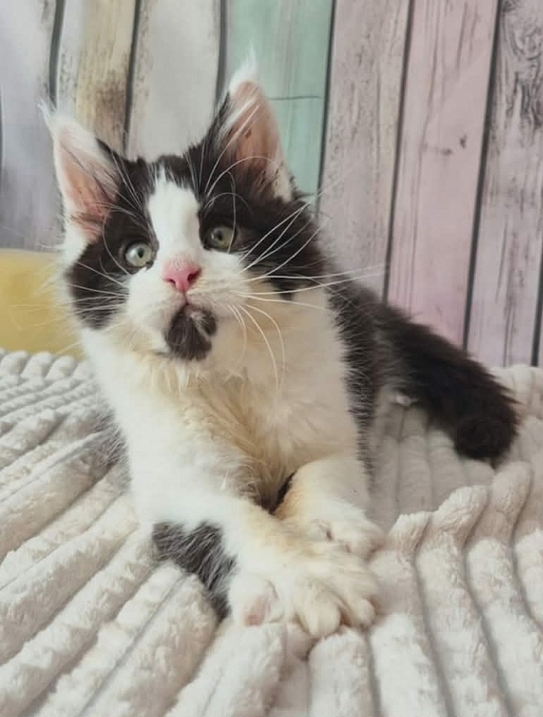 Gatto Fantastico Chess - Kitten maine-coon 3 months 0.5 weeks