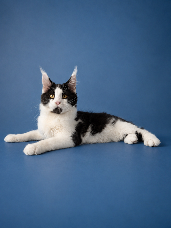Gatto Fantastico Chess - maine-coon