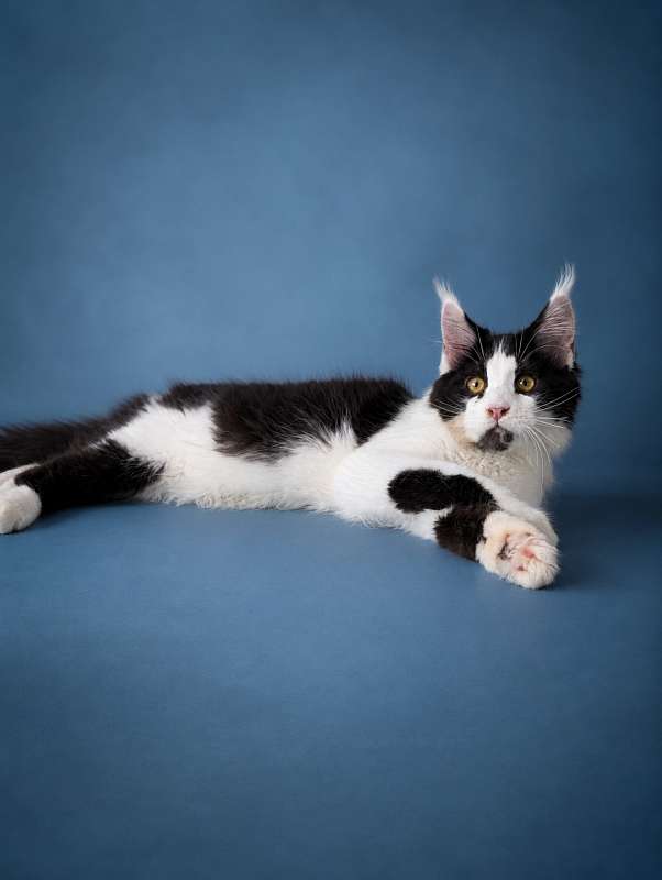 Gatto Fantastico Chess - maine-coon