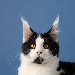 Gatto Fantastico Chess