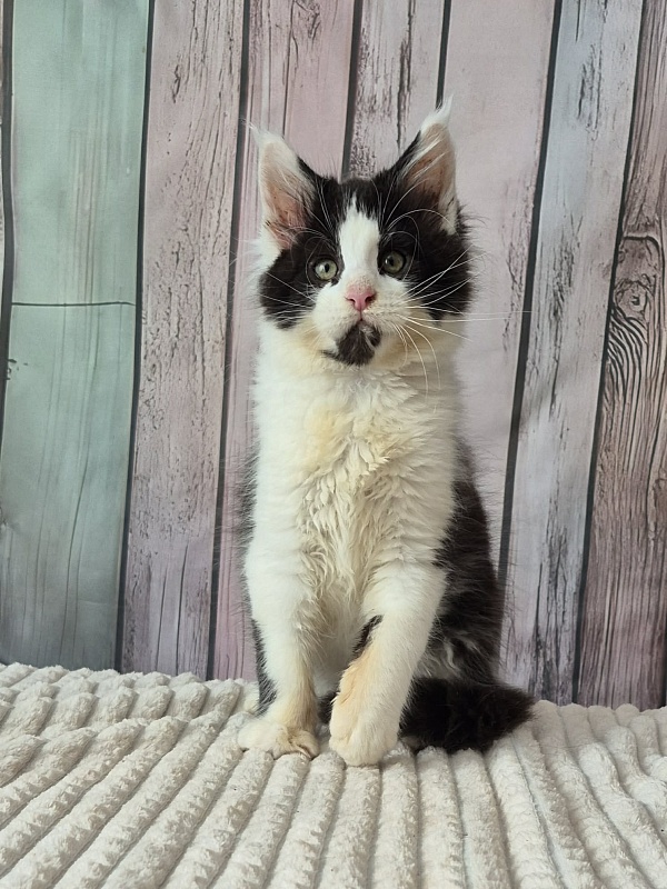 Gatto Fantastico Chess - Kitten maine-coon 3 months 0.5 weeks