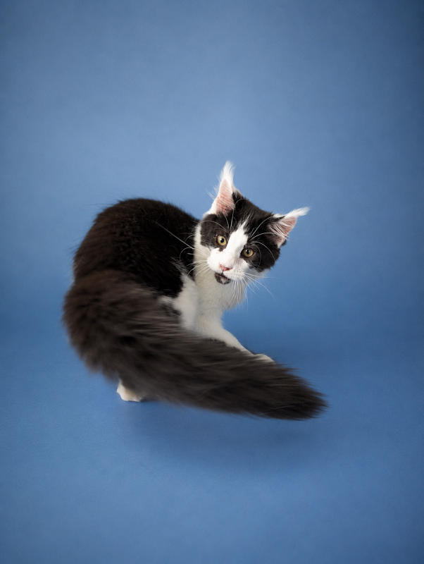 Gatto Fantastico Chess - maine-coon