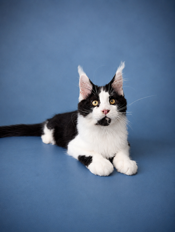 Gatto Fantastico Chess - maine-coon