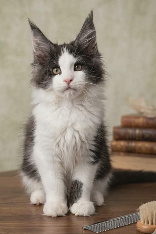 Gatto Fantastico Coin - Kitten maine-coon 3 months 0.5 weeks