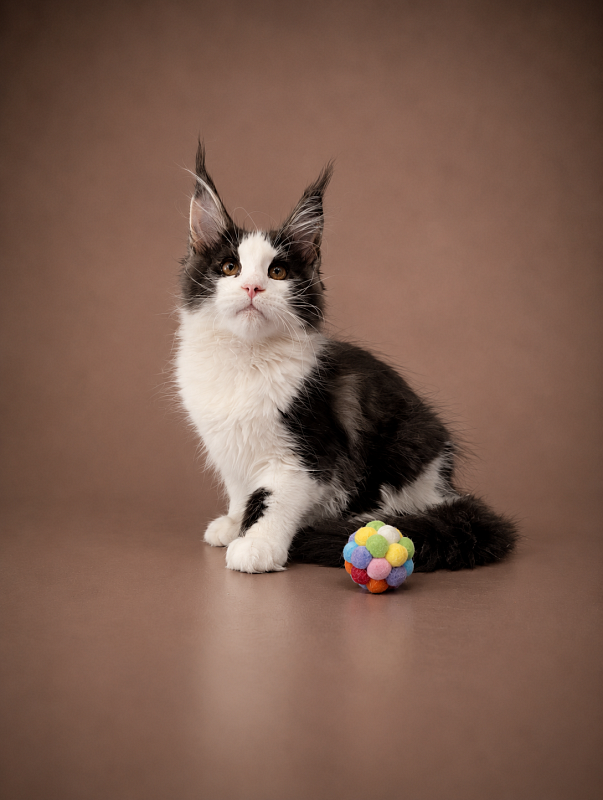 Gatto Fantastico Coin - Kitten maine-coon 3 months 3 weeks