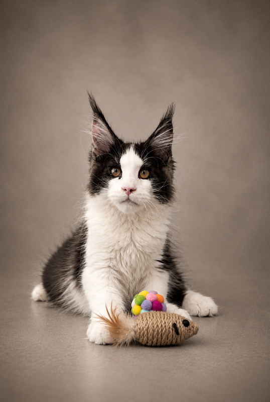 Gatto Fantastico Coin - Kitten maine-coon 3 months 3 weeks