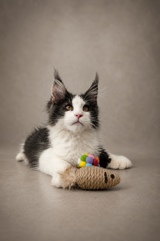Gatto Fantastico Coin - Kitten maine-coon 3 months 3 weeks