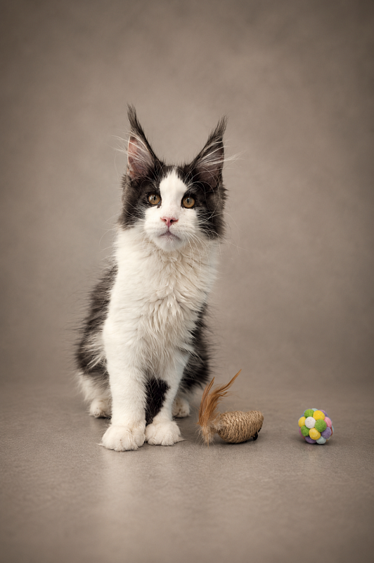 Gatto Fantastico Coin - Kitten maine-coon 3 months 3 weeks