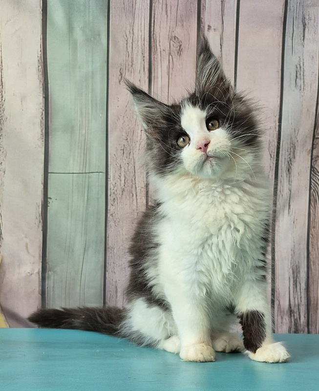 Gatto Fantastico Coin - Kitten maine-coon 3 months 0.5 weeks
