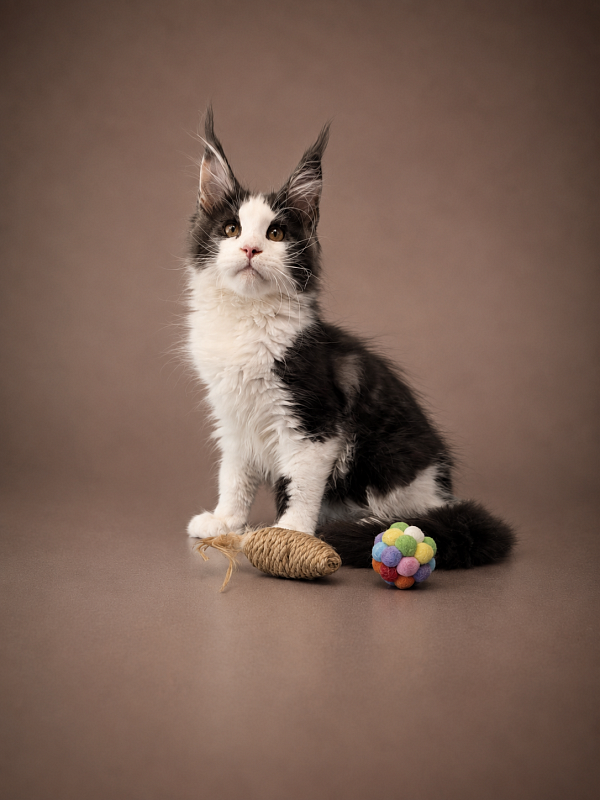 Gatto Fantastico Coin - Kitten maine-coon 3 months 3 weeks