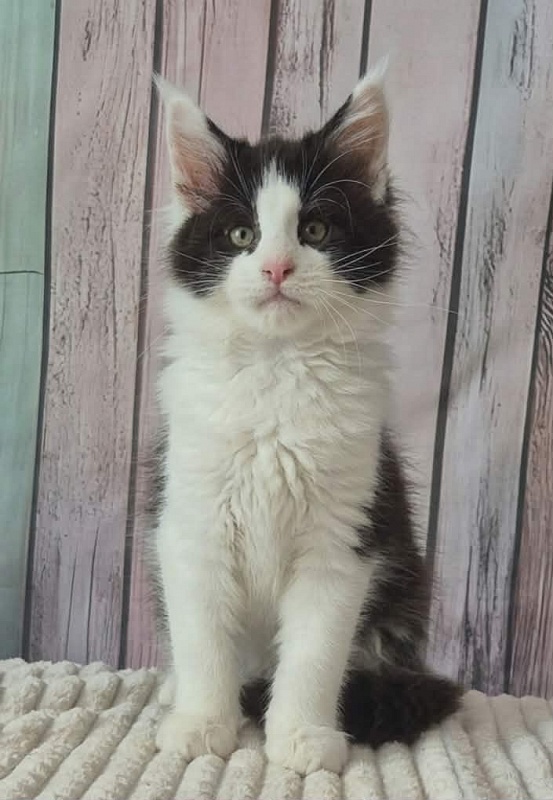 Gatto Fantastico Coin - Kitten maine-coon 3 months 0.5 weeks