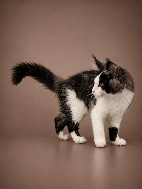Gatto Fantastico Coin - Kitten maine-coon 3 months 3 weeks