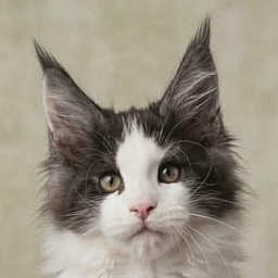 Gatto Fantastico Coin