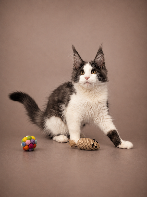 Gatto Fantastico Coin - Kitten maine-coon 3 months 3 weeks