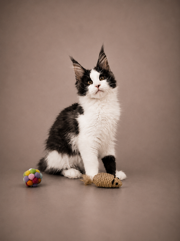 Gatto Fantastico Coin - Kitten maine-coon 3 months 3 weeks