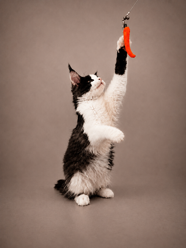 Gatto Fantastico Coin - Kitten maine-coon 3 months 3 weeks