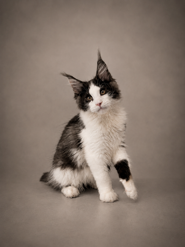 Gatto Fantastico Coin - Kitten maine-coon 3 months 3 weeks