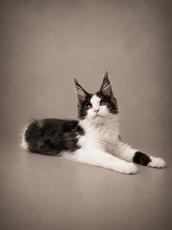 Gatto Fantastico Coin - Kitten maine-coon 3 months 3 weeks