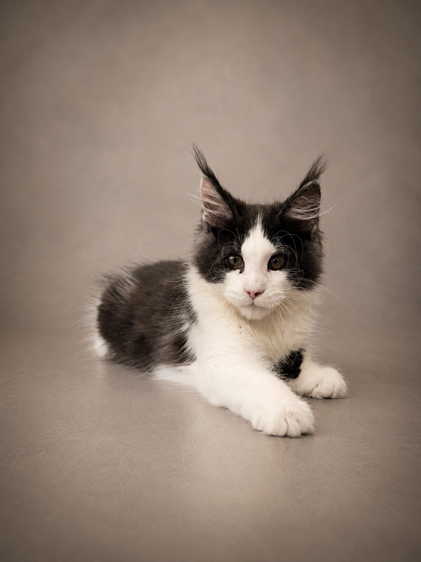 Gatto Fantastico Coin - Kitten maine-coon 3 months 3 weeks