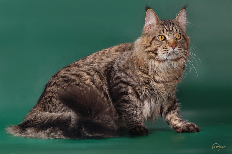 Russi Mystic Elisey Catsvill County - Дорослий мейн-кун 1 рік 6 місяців 3 тижні