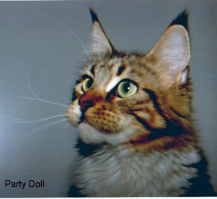 Willowplace Party Doll - мейн-кун