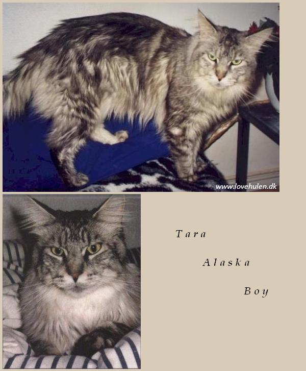 Tara Alaska Boy - maine-coon